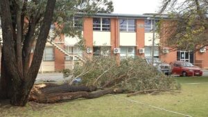 In. the background is the double story school building and car park. In the front is the tree, and the branch lying on the grass